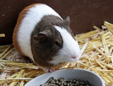 Meerschweinchen-013.jpg